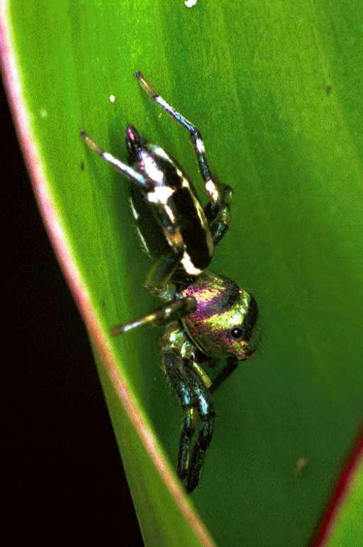 Cosmophasis_micans_F0799_Z_78_Maurilyan harbour_Australie.jpg